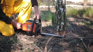 How Our Tree Care Process Works  in  Oakridge, OR