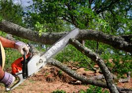 Best Commercial Tree Services  in Oakridge, OR