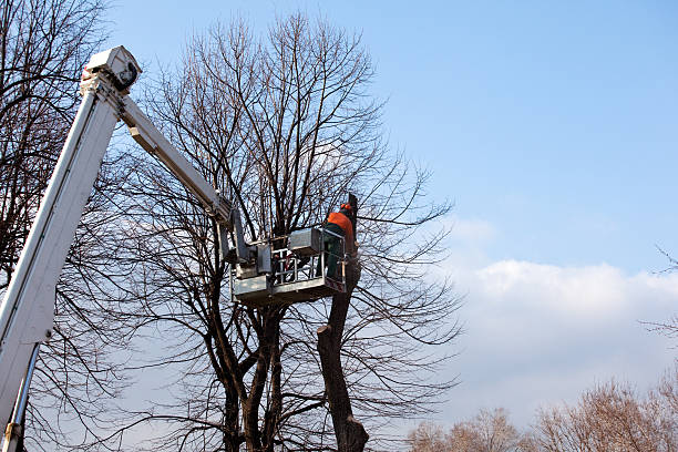 Best Tree and Shrub Care  in Oakridge, OR